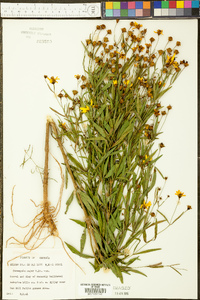 Coreopsis major image