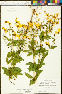 Coreopsis major image