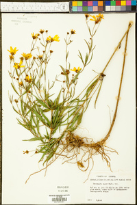 Coreopsis major image