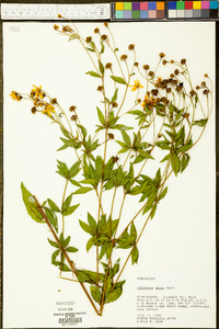 Coreopsis major image