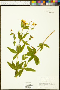 Coreopsis major image