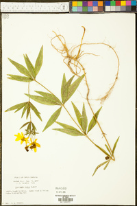 Coreopsis major image