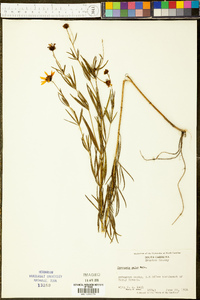 Coreopsis major image