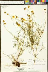 Coreopsis saxicola image