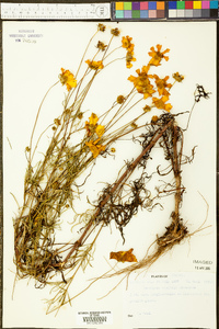 Coreopsis saxicola image