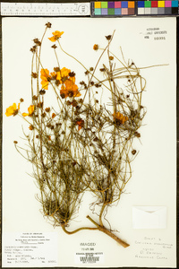 Coreopsis tinctoria image