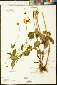 Coreopsis pubescens image