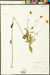 Coreopsis pubescens image