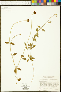 Coreopsis pubescens image