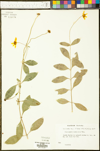 Coreopsis pubescens image