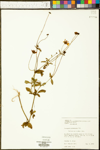 Coreopsis pubescens image