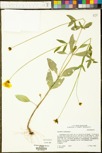 Coreopsis pubescens image