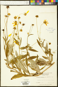 Coreopsis pubescens image