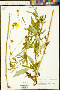 Coreopsis pubescens image