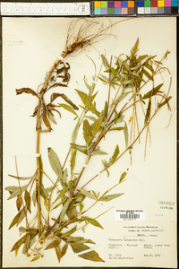 Coreopsis pubescens image