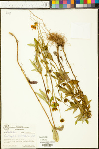 Coreopsis pubescens image