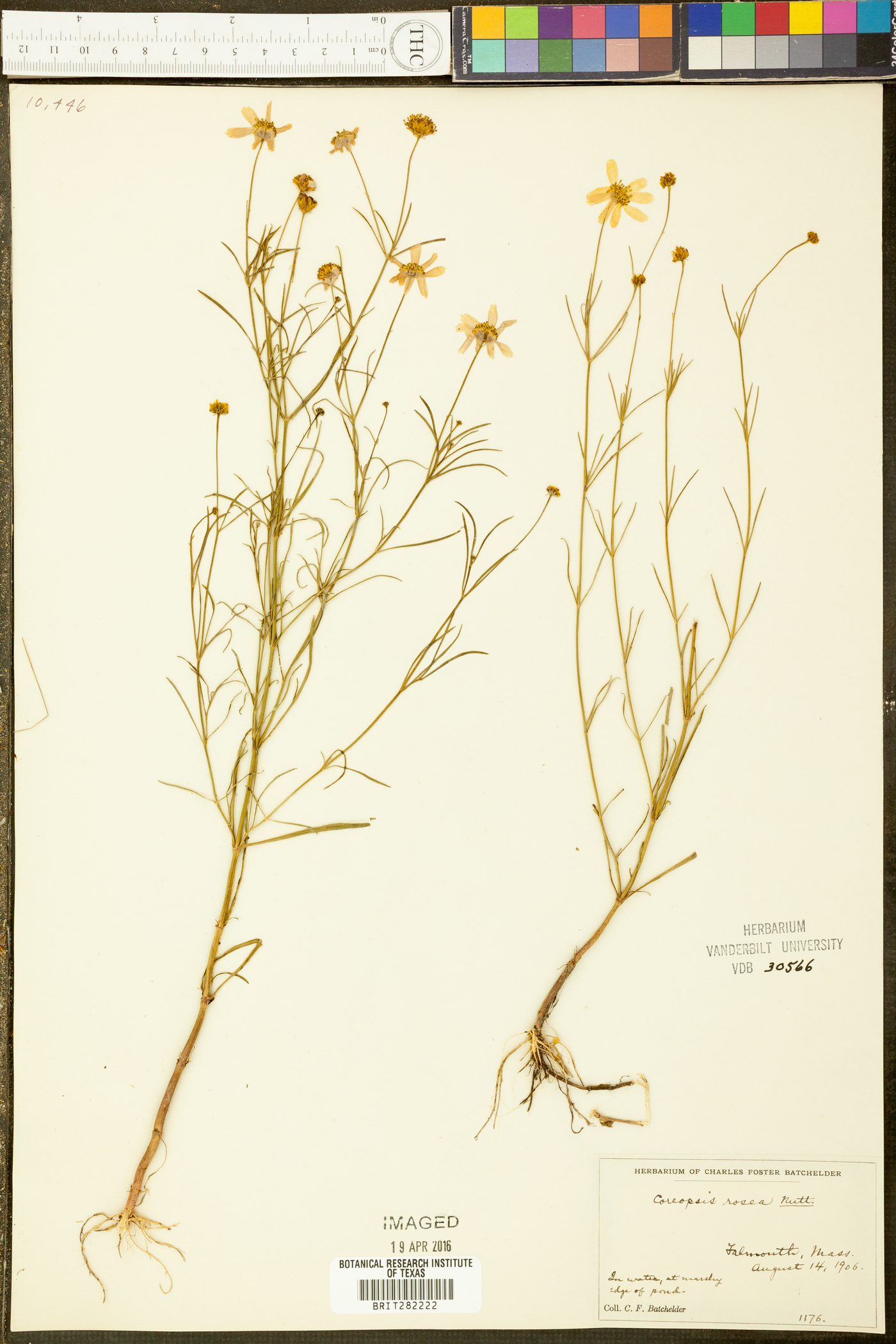 Coreopsis rosea image