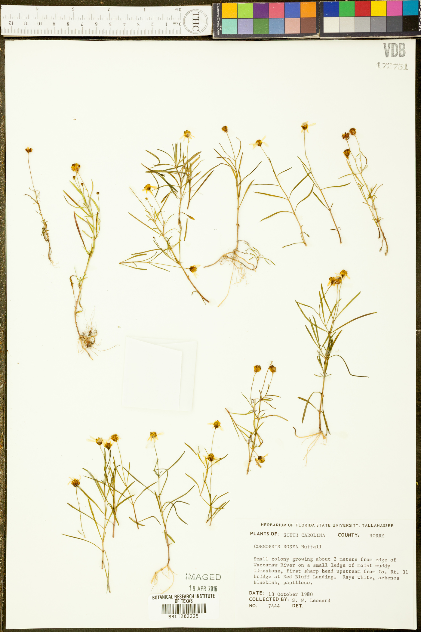 Coreopsis rosea image