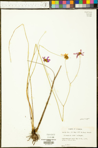 Coreopsis tinctoria var. similis image