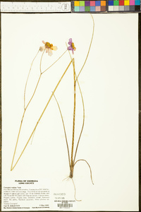 Coreopsis nudata image