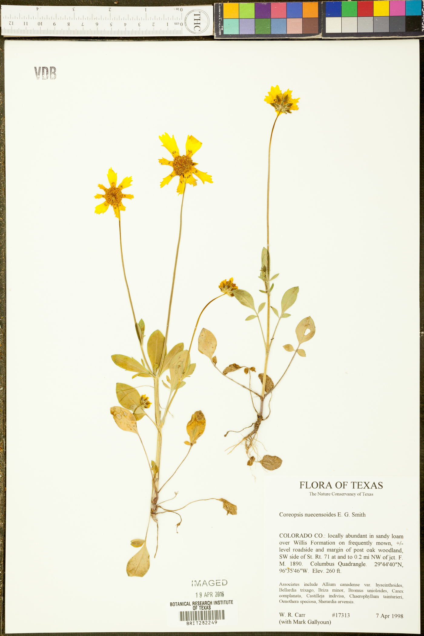 Coreopsis nuecensoides image