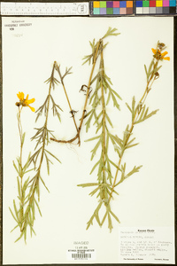 Coreopsis palmata image