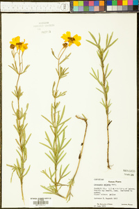 Coreopsis palmata image