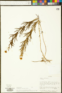 Coreopsis palmata image