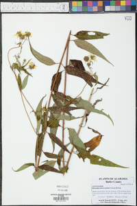 Helianthus microcephalus image