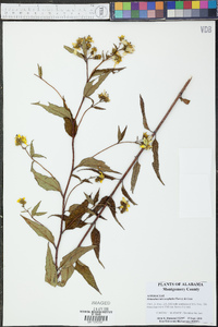 Helianthus microcephalus image