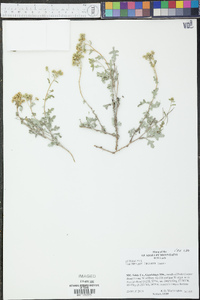 Parthenium incanum image