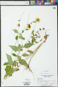 Rudbeckia triloba image