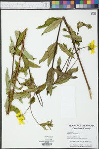 Silphium asteriscus image