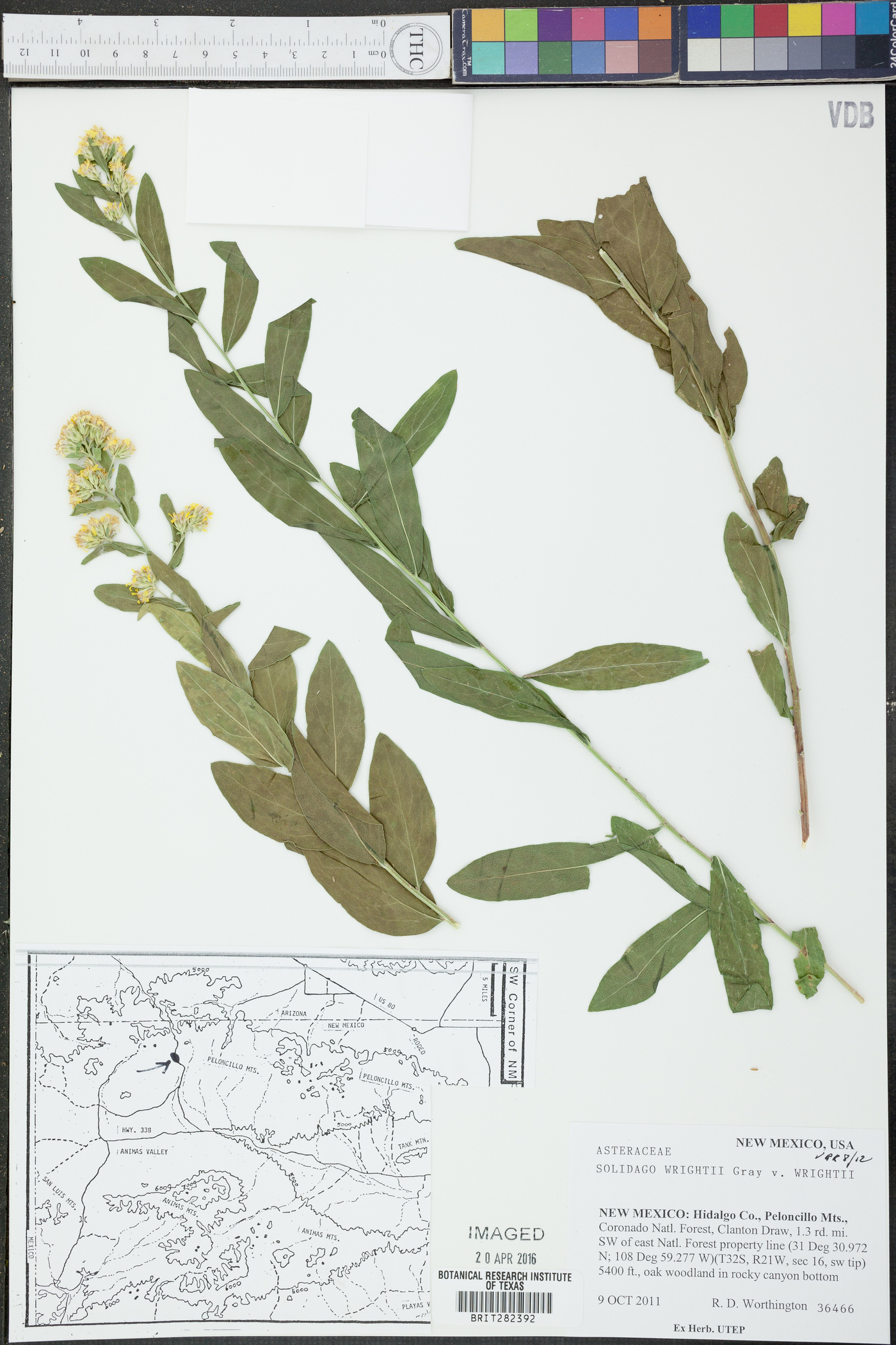 Solidago wrightii var. wrightii image