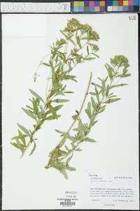 Stevia serrata image