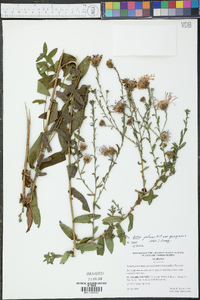 Symphyotrichum georgianum image