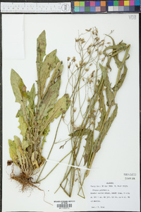 Crepis pulchra image