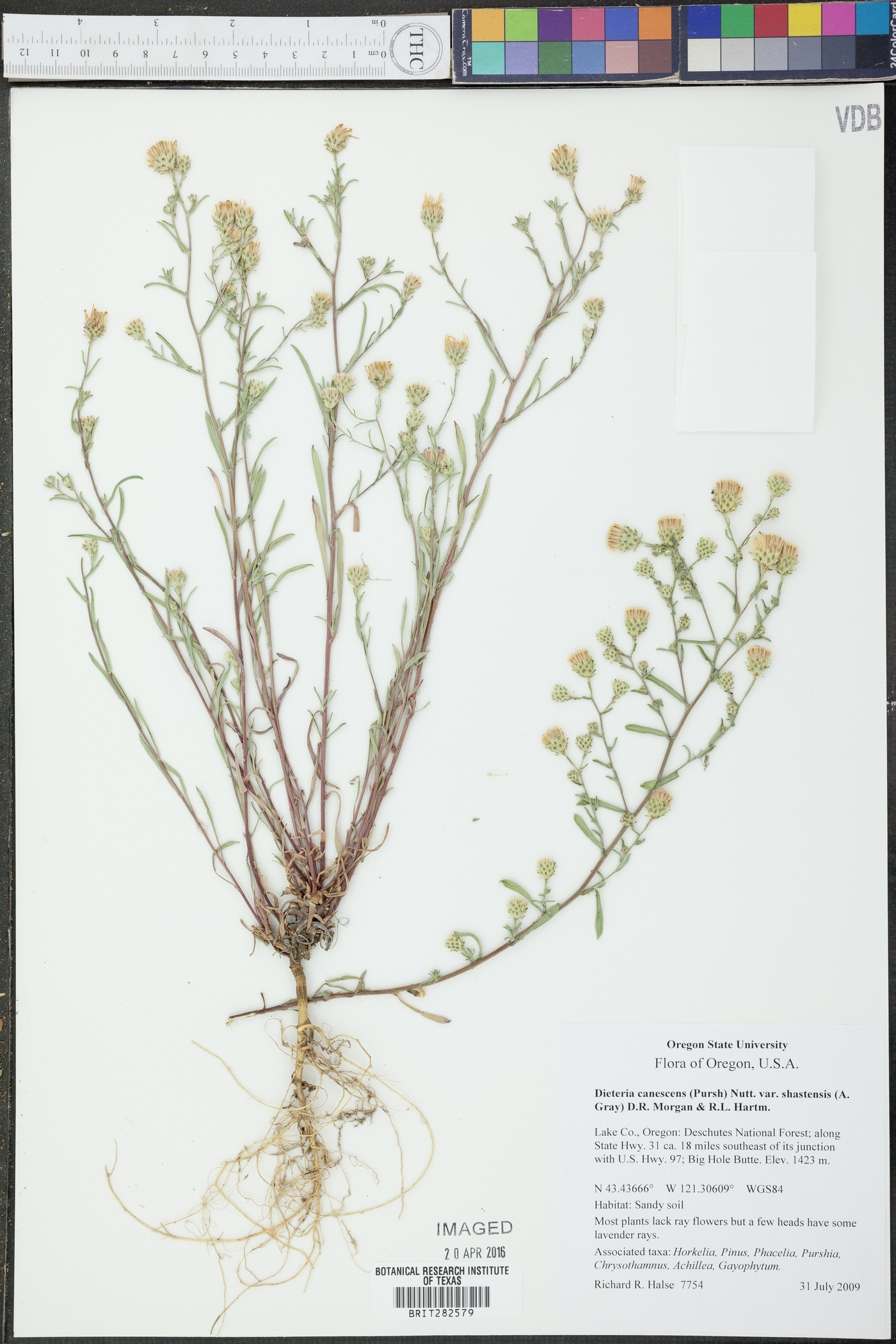 Dieteria canescens var. shastensis image