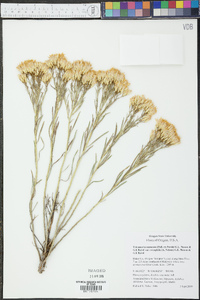 Ericameria nauseosa var. oreophila image