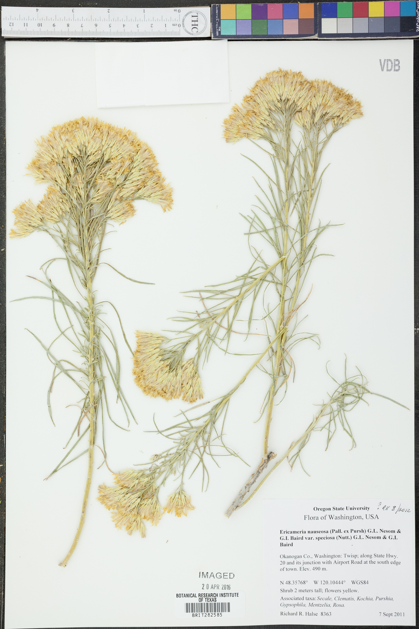 Ericameria nauseosa var. speciosa image