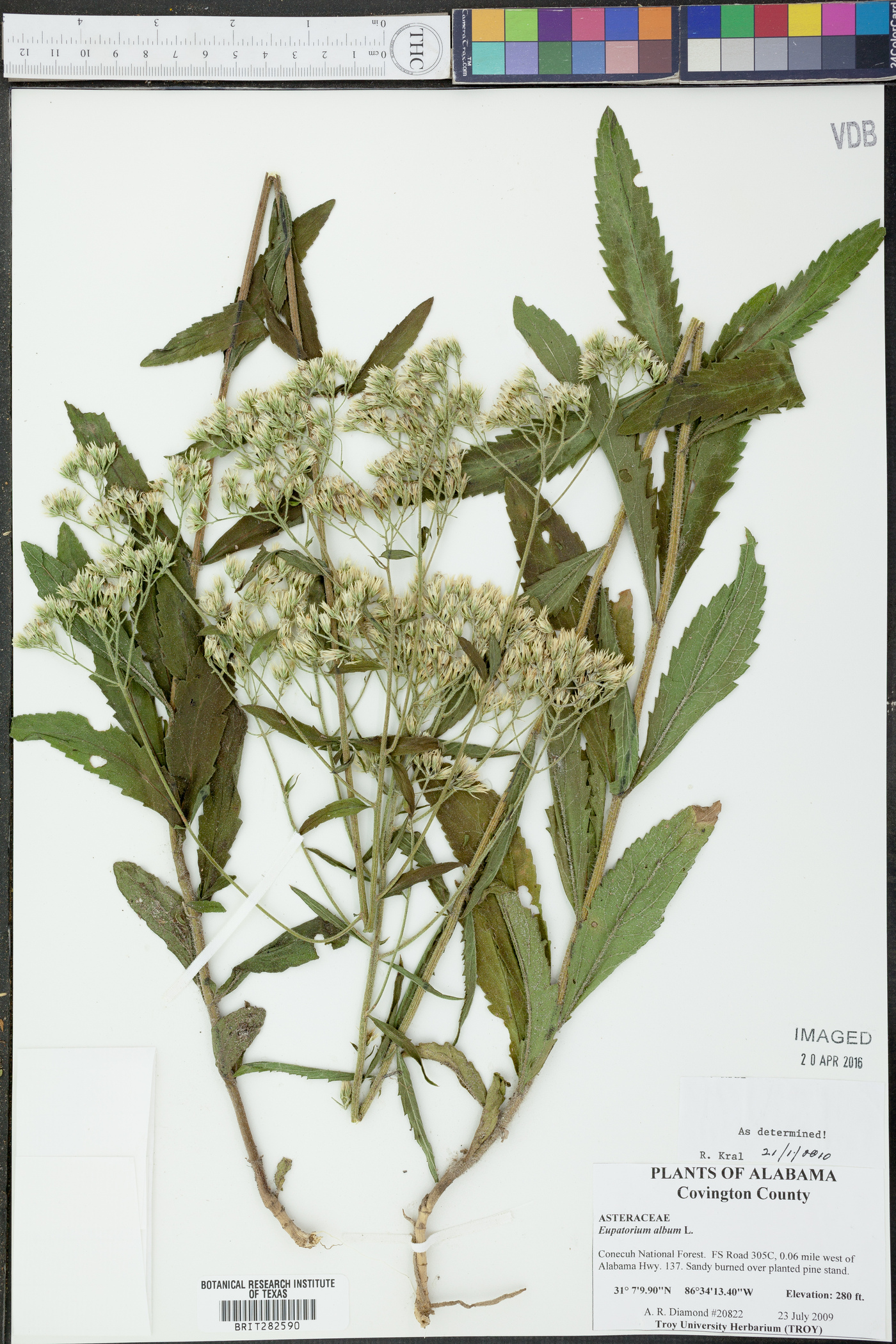 Eupatorium album image