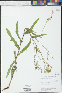 Lactuca ludoviciana image