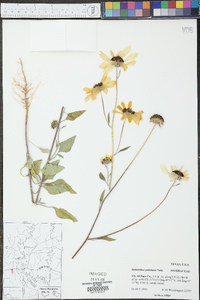 Helianthus petiolaris image