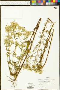 Eupatorium mohrii image