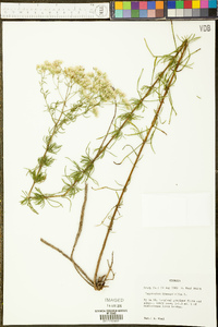 Eupatorium hyssopifolium image