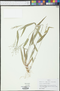 Panicum commutatum image