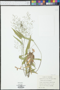 Panicum commutatum image