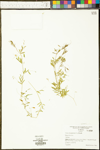 Vicia tetrasperma image