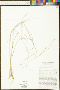 Tridens buckleyanus image