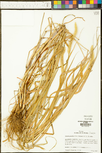 Setaria pumila image